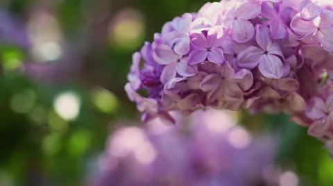 Lilac flowers background Stock Footage 65354608
