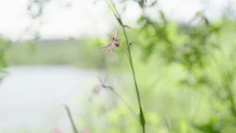 Lilac flowers barely sway in the wind, shallow depth of field Stock-Footage 237455571