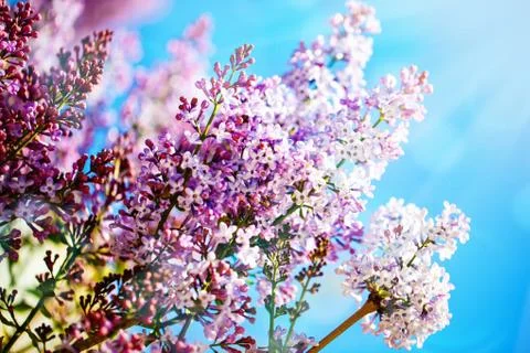 Lilac flowers bloom in the spring. Spring blooming, Abstract background. Bann Foto stock