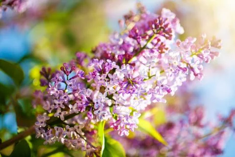 Lilac flowers bloom in the spring. Spring blooming, Abstract background. Bann Foto stock