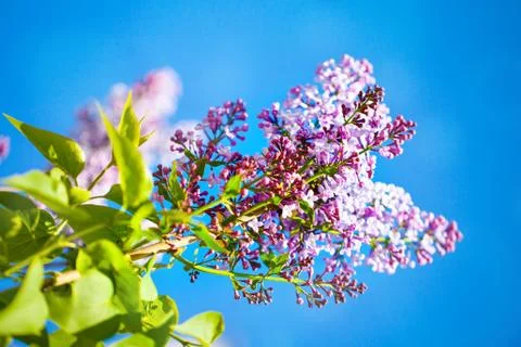 Lilac flowers bloom in the spring. Spring blooming, Abstract background. Bann Stock Photos