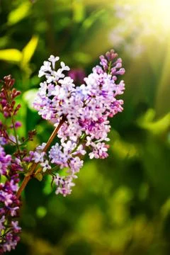 Lilac flowers bloom in the spring. Spring blooming, Abstract background. Bann Foto stock
