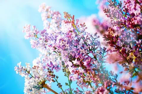 Lilac flowers bloom in the spring. Spring blooming, Abstract background. Bann Stock Photos