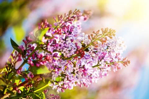 Lilac flowers bloom in the spring. Spring blooming, Abstract background. Bann Stock Photos