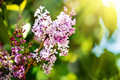 Lilac flowers bloom in the spring. Spring blooming, Abstract background. Bann Foto stock