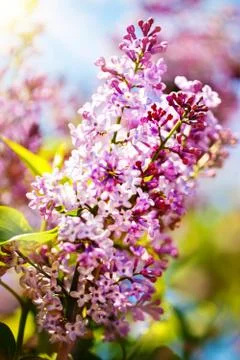 Lilac flowers bloom in the spring. Spring blooming, Abstract background. Bann Stock Photos