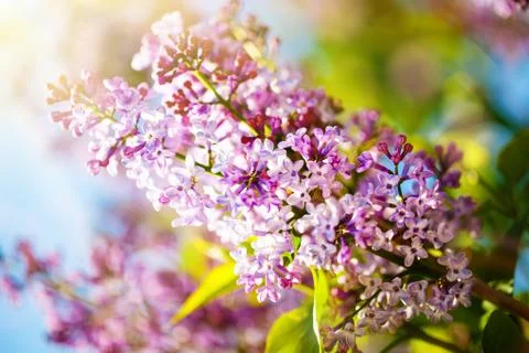 Lilac flowers bloom in the spring. Spring blooming, Abstract background. Bann Stock Photos