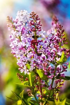 Lilac flowers bloom in the spring. Spring blooming, Abstract background. Bann Stock Photos