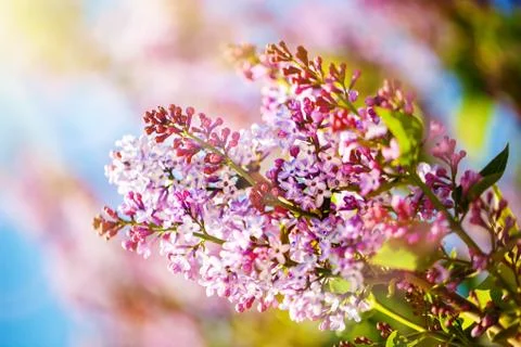 Lilac flowers bloom in the spring. Spring blooming, Abstract background. Bann Stock Photos
