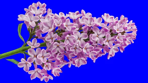 Lilac flowers blooming. Time lapse with alpha channel Stock Footage 100115716
