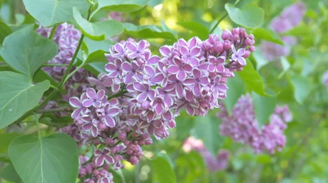 Lilac Flowers Blossom In Spring Stock Footage 64285231