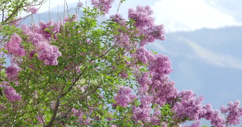 Lilac Flowers Blowing in the Wind Stock Footage 284663271