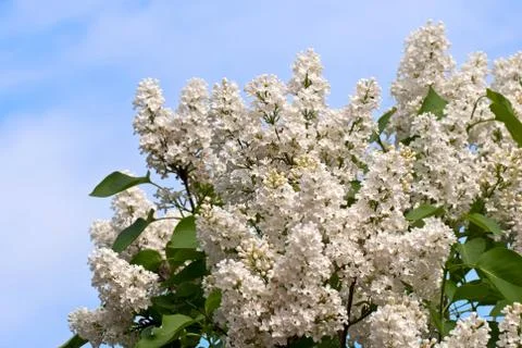 Lilac flowers on blue. Stock Photos
