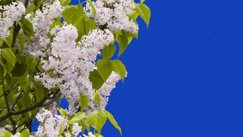 Lilac flowers  on a blue screen Stock Footage 241432030