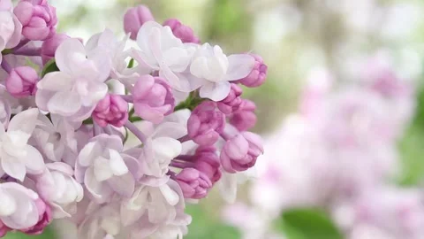 Lilac flowers with a blurred background Stock Footage 308035938