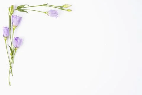 Lilac flowers bordering corner Stock Photos