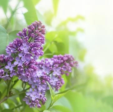 Lilac flowers branch on a green background, natural spring background. Lila.. Stock Photos
