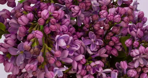 Lilac flowers bunch background. Beautiful opening violet Lilac flower Easter Stock Footage 132830634