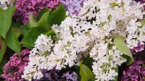 Lilac flowers bunch background. Easter spring concept Stock Footage 120153331