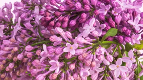 Lilac flowers bunch background Video stock 131681888