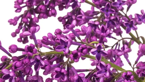 Lilac flowers bunch background. Stock Footage 133701389