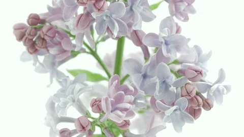 Lilac flowers bunch on white background. Beautiful opening violet Lilac flower Vídeo Stock 156325442