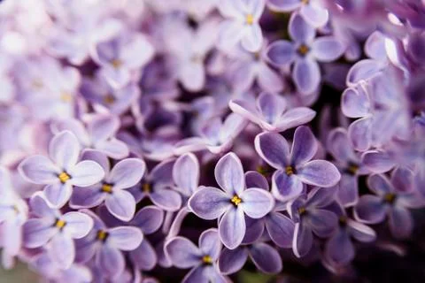 Lilac flowers close up background Stock Photos