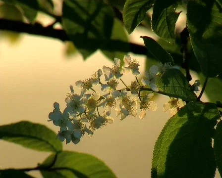 Lilac flowers, close up Видео 671205