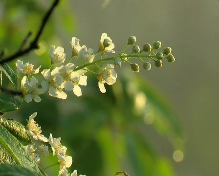 Lilac flowers, close up Видео 671210