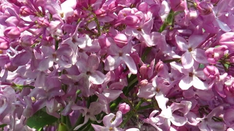 Lilac flowers close-up on a spring day Stock Footage 237735944