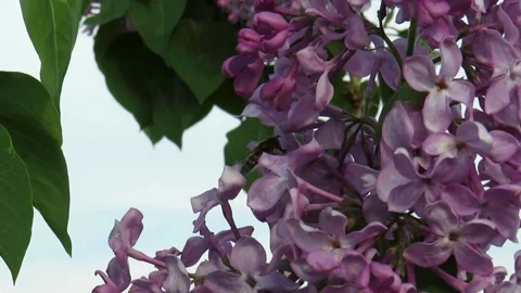 Lilac flowers close-up on a spring day Stock Footage 237735963