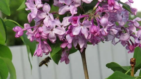 Lilac flowers close-up on a spring day Stock Footage 237735976