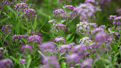 Lilac Flowers on the Defocused Background Vidéo 106457886