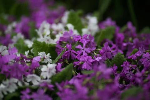 Lilac flowers in drops after rain 스톡 사진