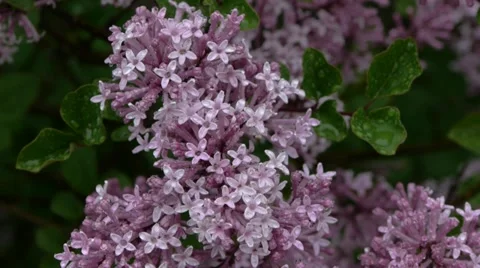 Lilac flowers Stock Footage 10964608