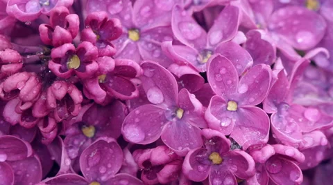 Lilac flowers Stock Footage 49929289