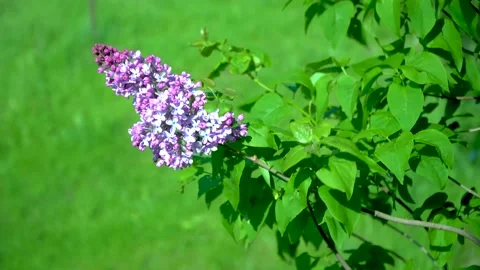 Lilac flowers Stock Footage 131398555