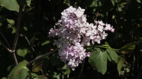 Lilac flowers Stock Footage 133708345