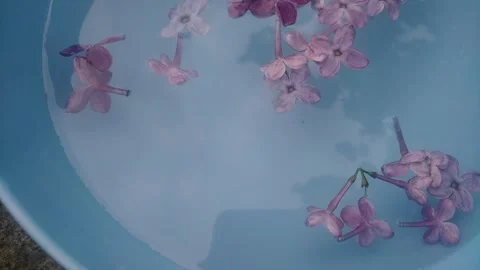 Lilac flowers. Stock-Footage 241444574