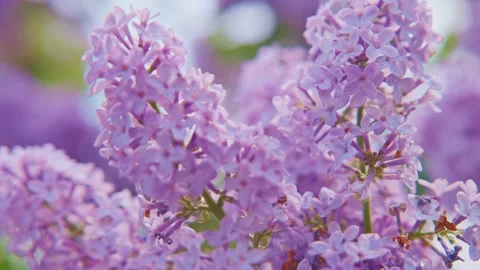 Lilac flowers in full bloom, close-up with soft focus Stock Footage 331519626