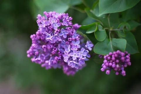 Lilac flowers in the garden Stock Photos