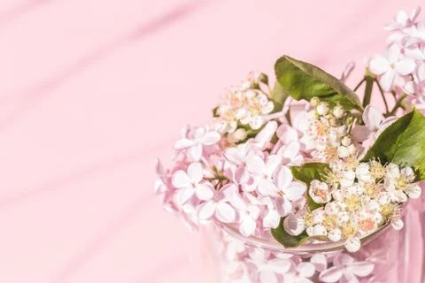 Lilac flowers garland with empty space text box on pink background Stock Photos