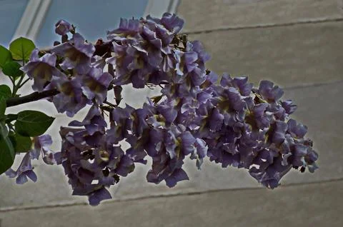 Lilac flowers of the Jacaranda tree in Spring Stock Photos