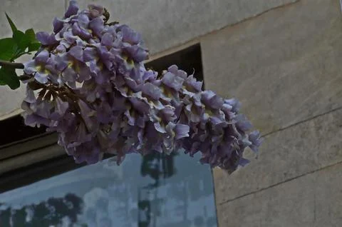 Lilac flowers of the Jacaranda tree in Spring Stock Photos