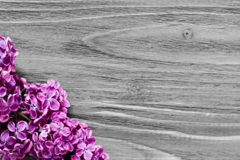 Lilac flowers in the left down corner on the grey wooden table, sharp focused Stock Photos