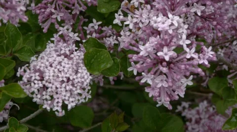 Lilac flowers  - long version Stock Footage 10965458