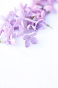 Lilac flowers macro background Stock Photos