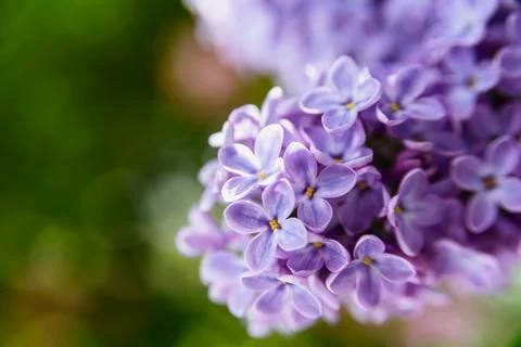 Lilac flowers macro close up background Stock Photos