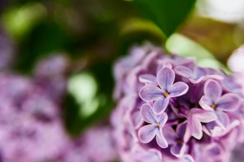 Lilac flowers macro close up background Stock Photos