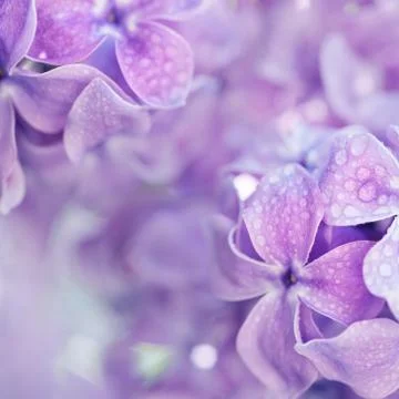 Lilac flowers macro Fotos de archivo